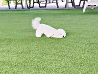 「芝刈り機」になったせとくん（画像提供：せとくん）