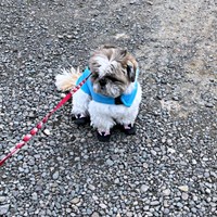 散歩の終わりーー帰宅拒否するたぬきちくん（画像提供：大きいシーズーたぬきちさん）