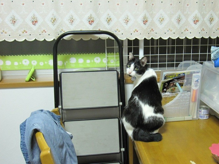 ふうすけくんが来て３日後、机の上に座って見返るふうすけくん