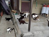 家島では野良猫の過剰繁殖が問題となっていた