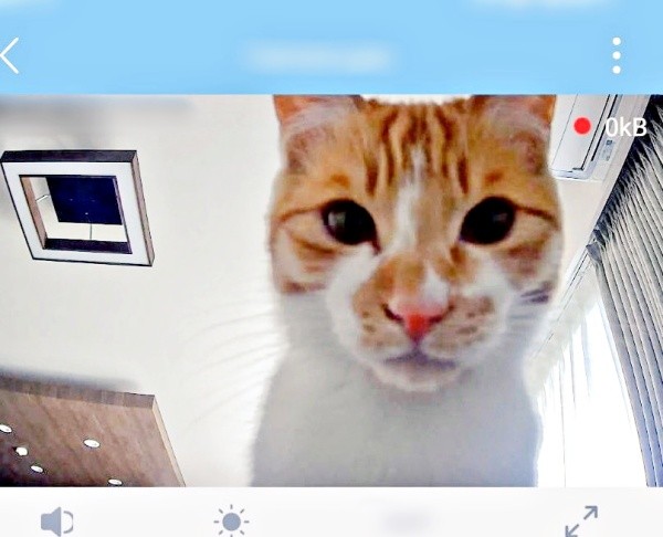 見守りカメラをのぞくもずくくん（画像提供：mさん）