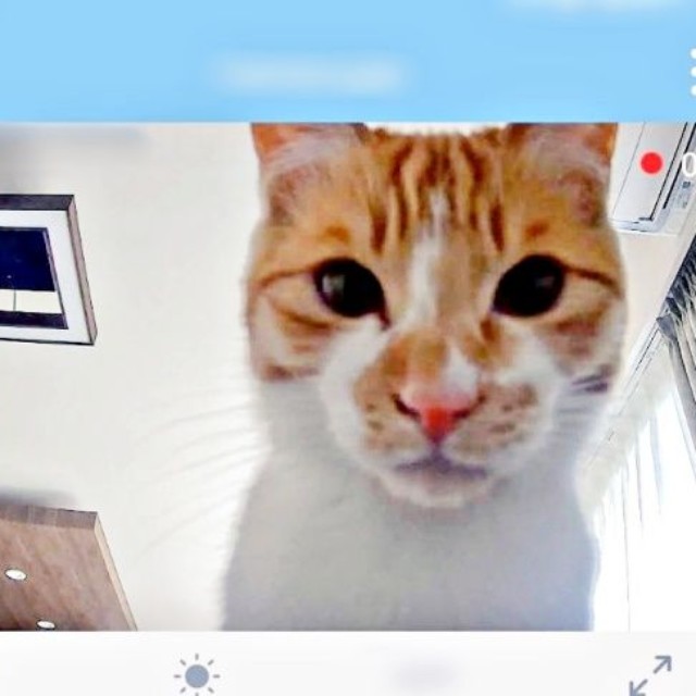 見守りカメラをのぞくもずくくん（画像提供：mさん）