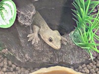 優しい飼い主さんに見守られ、穏やかに暮らす永井さん（画像提供：ヤム＠ヤム烈さん）