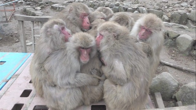 猿たちが身を寄せ合って寒さをしのぐ「猿団子」　香川・土庄町　2023年撮影