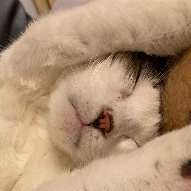 バンザイ！でねんね