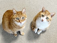 猫草待ちをする（左から）カイちゃん、クウちゃん（画像提供：クウとカイさん）