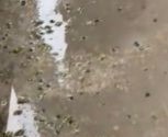 アパートの廊下に大量発生したのは…（ねぽちんさん提供）※画像はトリミングしています