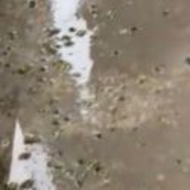 アパートの廊下に大量発生したのは…（ねぽちんさん提供）※画像はトリミングしています
