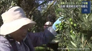 復興のシンボル　特産化進むオリーブの収穫　宮城・石巻市河北地区