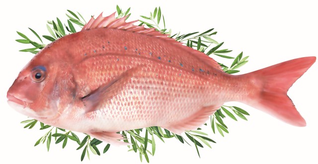 讃岐の秋の味覚！オリーブマダイ　18日から販売　香川