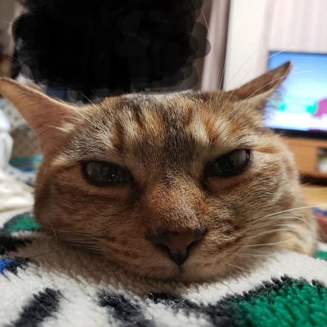 お昼寝していたら、6kg以上あるポンちゃんが上に乗ってきた