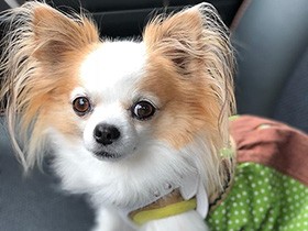 トリミングに行ってくるね　チワワの「モモ」