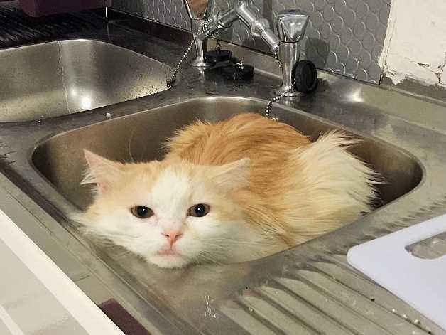 涼しい地下鉄駅で猫ゴロゴロ　メトロ猫