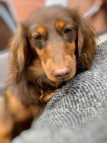 宗友家の新しい家族、ココア（山下さん提供）