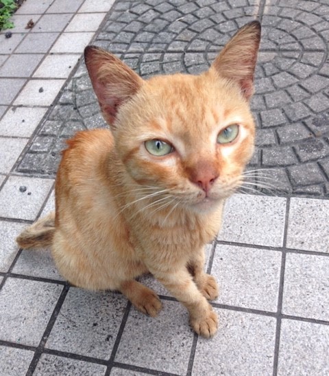 岡田さんが初めてテオくんに会ったとき、なぜか気になり撮った写真