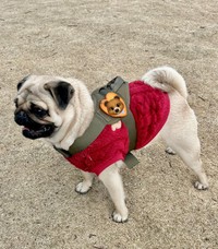 普段のくうちゃんのしっぽは、こんな感じ（提供：パグと猫のいる暮らしさん）