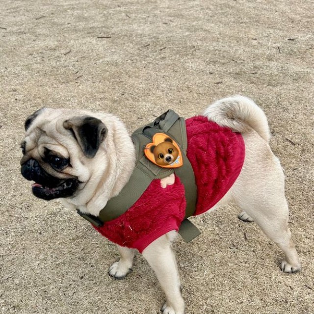 普段のくうちゃんのしっぽは、こんな感じ（提供：パグと猫のいる暮らしさん）