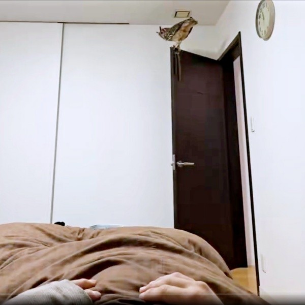 扉の上にのって飼い主さんを見つめるアルマちゃん（画像提供：アルマ@ベンガルワシミミズクさん）