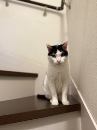 先住猫2匹と隔離するため、今は2階に住んでいます（猫沼さん提供）