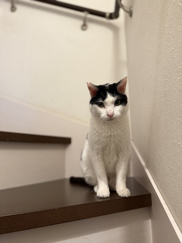 先住猫2匹と隔離するため、今は2階に住んでいます（猫沼さん提供）