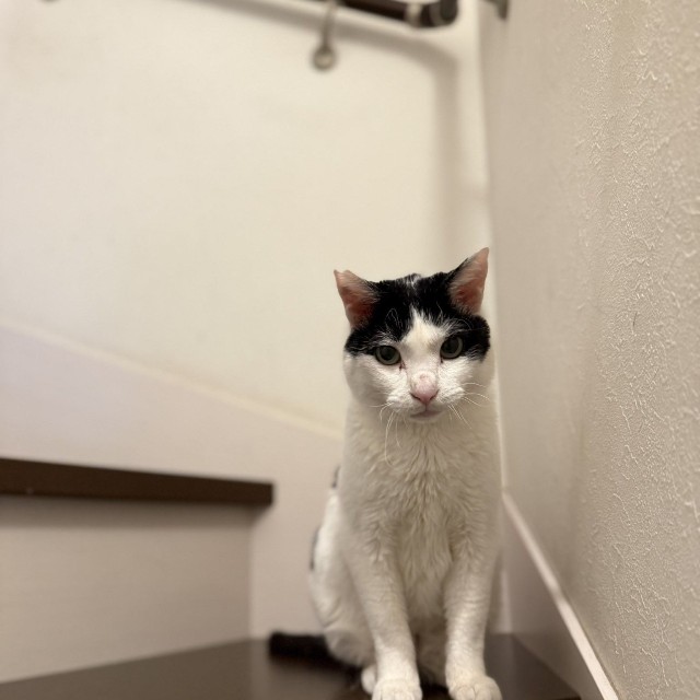 先住猫2匹と隔離するため、今は2階に住んでいます（猫沼さん提供）