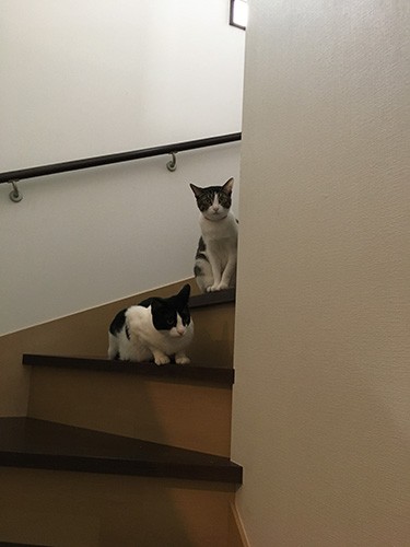 子猫のころに大病をしたエマ（右上）も、今は元気。２匹はもうすぐ２歳になる（sugarさん提供）