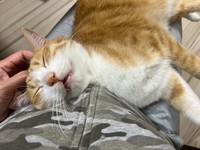 大好きな飼い主さんのなでなでにとろけるクウちゃん（画像提供：クウとカイさん）