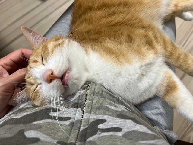 大好きな飼い主さんのなでなでにとろけるクウちゃん（画像提供：クウとカイさん）