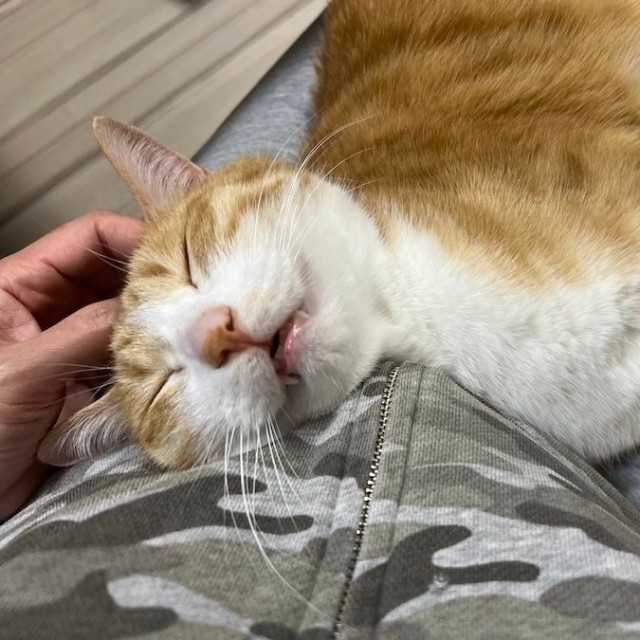 大好きな飼い主さんのなでなでにとろけるクウちゃん（画像提供：クウとカイさん）