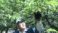 初夏の訪れ　岡山後楽園で梅の実を収穫　梅酒や梅ジャムとして販売