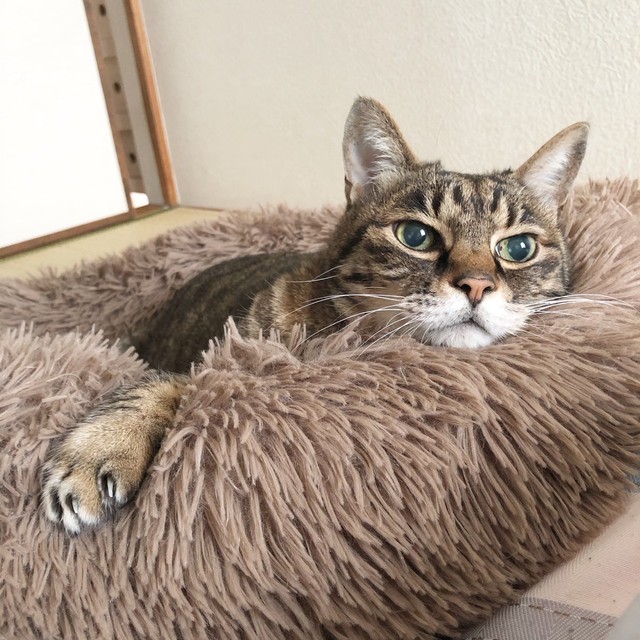 元気なころのトラ（とらきちさん提供）