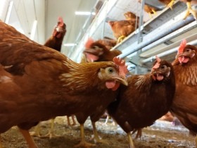 鶏をケージフリーにしない「言い訳」の根拠は？　鳥インフルエンザが私たちに示すこと