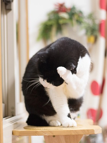 「左側をごしごし」（小林写函撮影）