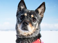 2022年夏、多頭飼育崩壊現場から保護されたポルテ