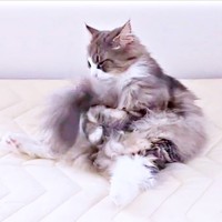 両前足で尻尾をギュッと抱えるジュリちゃん（画像提供：みさ緒さん）