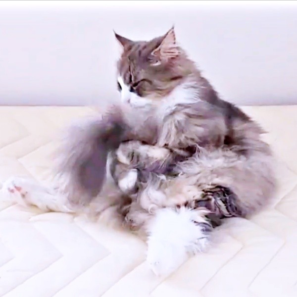 両前足で尻尾をギュッと抱えるジュリちゃん（画像提供：みさ緒さん）