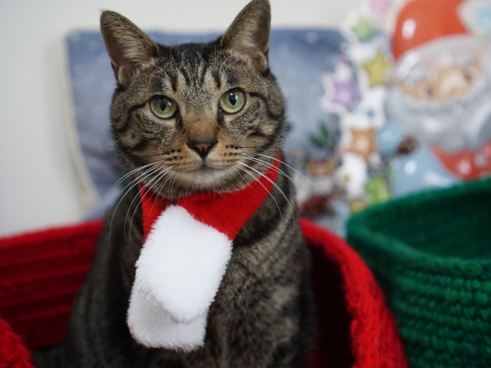 「ベッドは、僕と共用だよ、どっちの色を使ってもいいんだって」