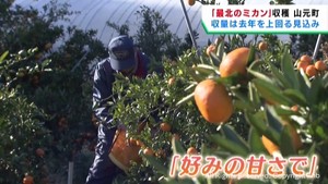 温暖化の影響で産地に　最北のミカン収穫始まる　宮城・山元町