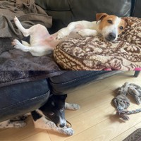 おうちに来た当初はソファ下が定位置だったさぬきちゃん（画像提供：バーバラ村田さん）