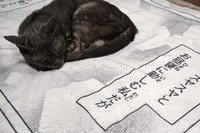 ネコちゃんも何か企んでいる！？