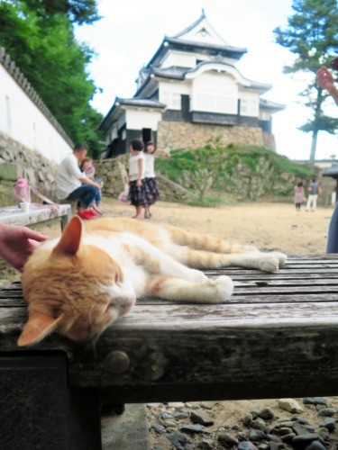 備中松山城でくつろぐ城主のさんじゅーろー＝高梁市観光協会提供