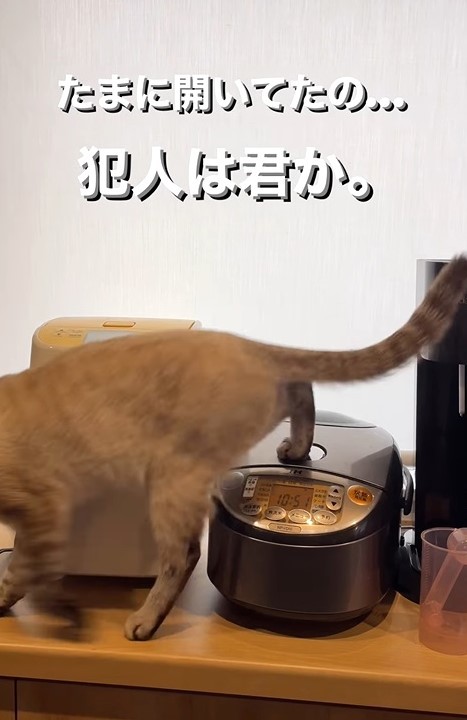 右後ろ足が！（soranohiさん提供、Instagramよりキャプチャ撮影）