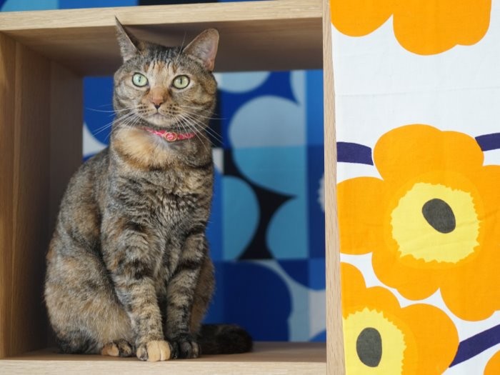 「私はアン・ハサウェイみたいねっていわれる」