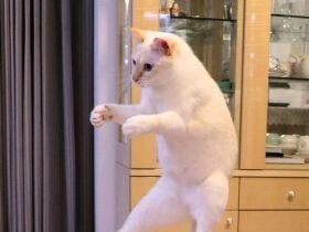 ２０２０空中浮遊で賞　MIX猫「チャコ」