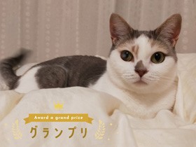矢野顕子さんが朗読　猫への優しい気持ちがじわり「お手紙コンテスト」作品が動画に
