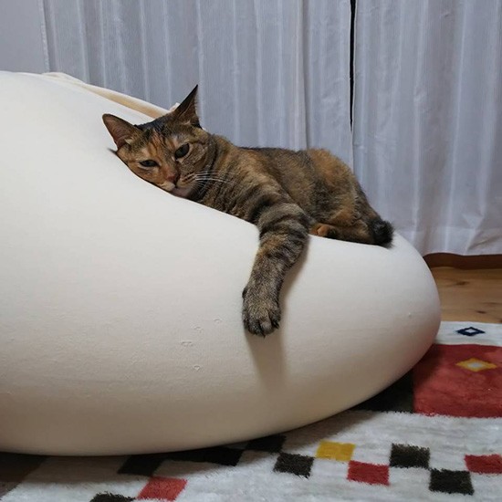 クッションでまったりくつろぎ中（由美さん提供）