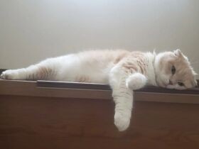 おはようございますにゃ　階段でお出迎え？スコティッシュフォールド「ティナ」