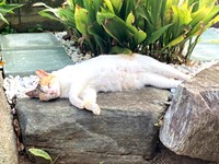 庭先に現れるようになったみぃちゃん。お昼寝をすることも（画像提供：うにねこさん）
