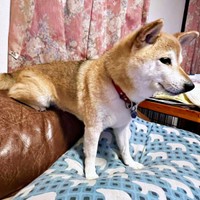 ソファの座り方がおもしろすぎる桃ちゃん（画像提供：2代目マサイノセンシ1026（Ver1.25）さん）