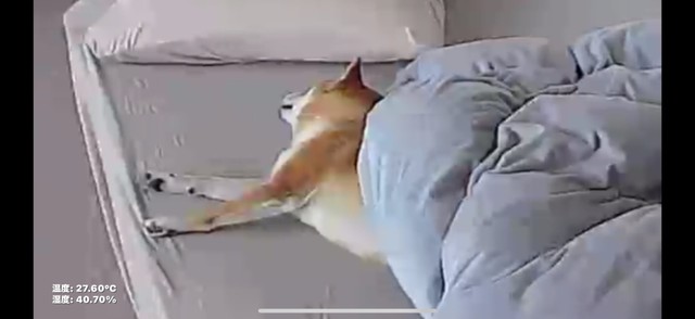 お留守番が始まった時は「爆睡中」だったのに～（画像提供：おかかときんぴらさん）